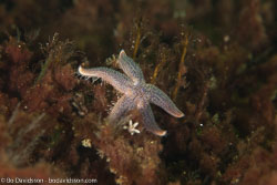 BD-110417-Lysekil-26-Leptasterias-(Leptasterias)-muelleri-(M.-Sars.-1846)-[Northern-starfish.-Tjockarmad-sjöstjärna].jpg